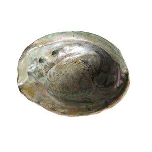 Vintage Estate Old Large Abalone Shell Colorful Mother of Pearl 8” X 6” 2.5 lbs